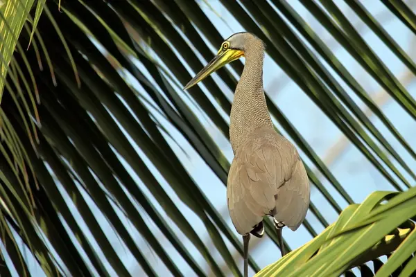 Big green Heron on the palm — Stock Photo, Image