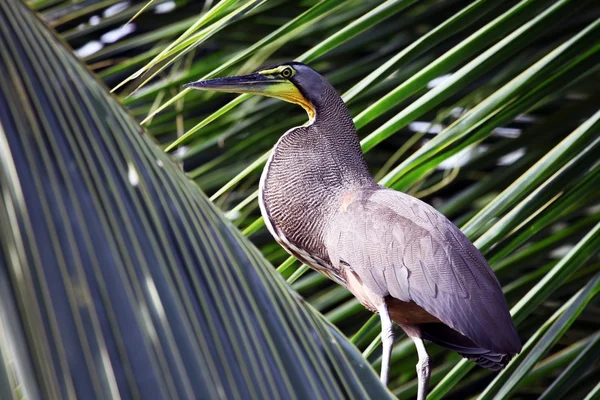 Great blue Heron on the palm among the leaves — Stock Photo, Image