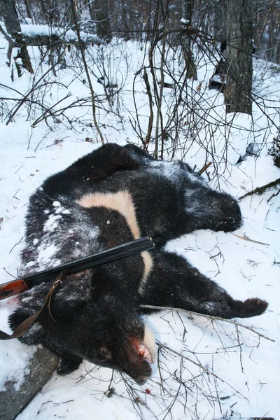 Trófea fekete ázsiai himalájai medve egy pisztollyal vadászat után télen — Stock Fotó
