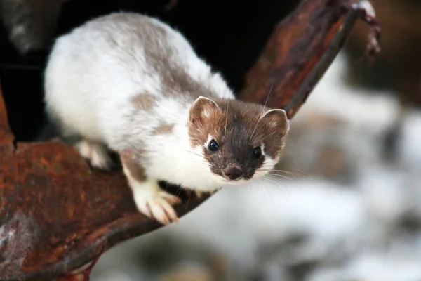 Primavera Ermine siberiana. comadreja —  Fotos de Stock