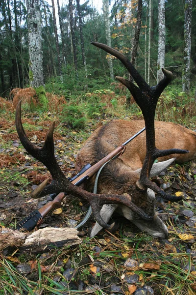 Il trofeo del cervo rosso europeo con le corna dopo la caccia con un fucile in autunno , — Foto Stock