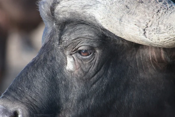 Начальник крупним планом стороні африканські буйволи — стокове фото