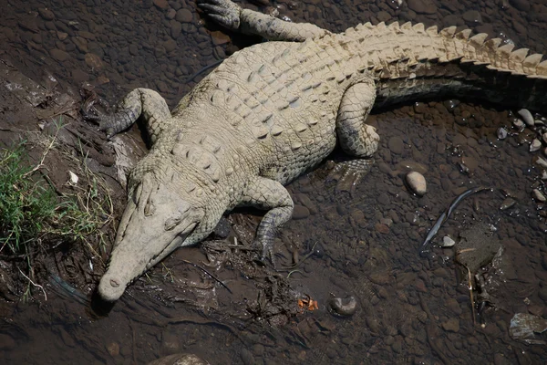 Große amerikanische krokodil liegt am ufer des flusses in costa rica, — Stockfoto