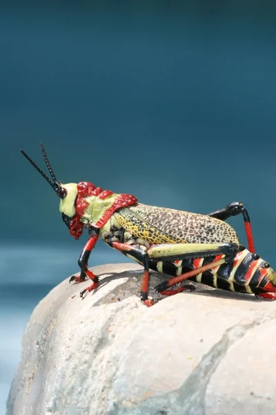 Great African grasshopper sitting on the edge of the pool, — Stock Photo, Image