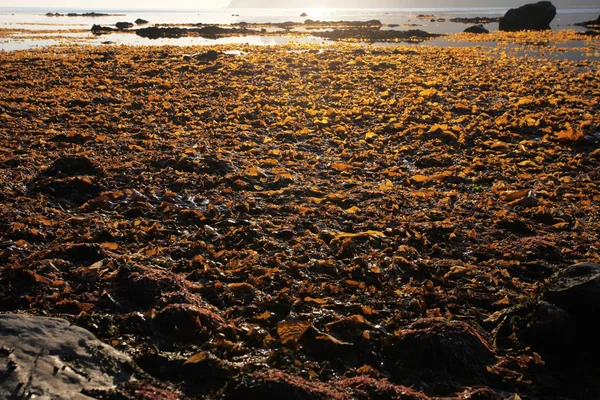 Algas marinas en la zona de marea baja en la orilla del mar de Okhotsk en la región de Magadán — Foto de Stock