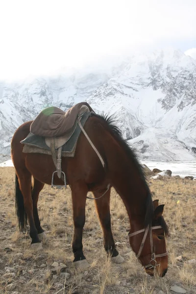 Braunes kyrgyzerisches Pferd mit Sattel, das in den Bergen weidet lizenzfreie Stockbilder