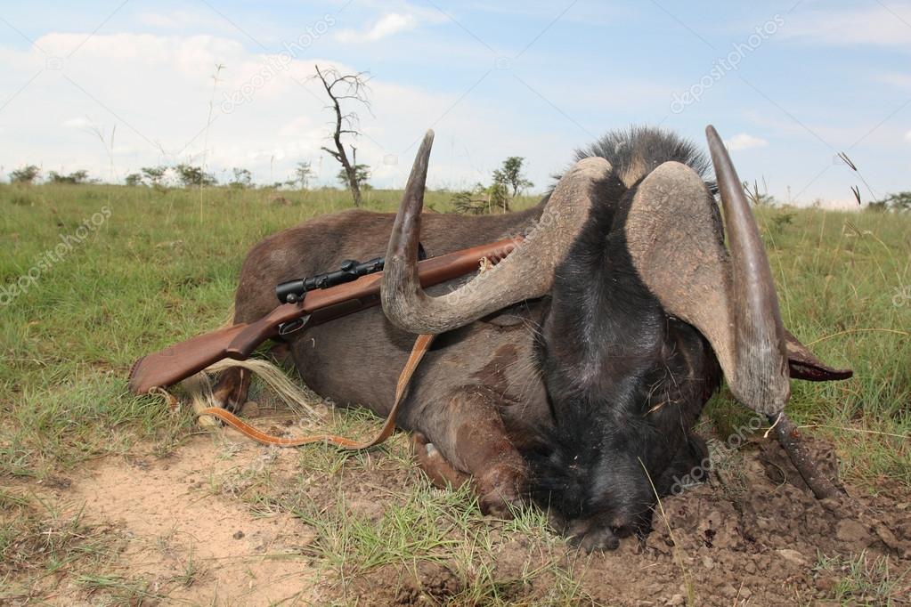 Trophy African antelopes of the black wildebeest with a rifle after hunting in South Africa,