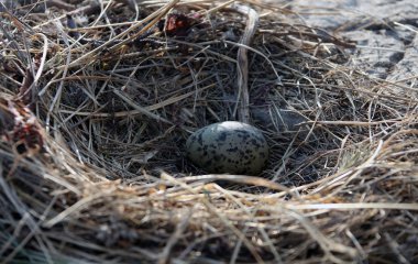 Bir martı yumurta Ohotsk Denizi içinde bir kaya üzerinde bir yuva