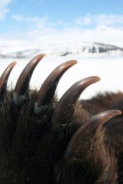 Bahar avcılık sonra ön Paw kupa Kamchatka kahverengi ayı üzerinde pençeleri