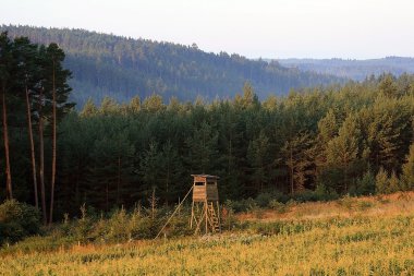 Av Yaban domuzu ve Karaca orman arka planda Çek Cumhuriyeti için teçhizat