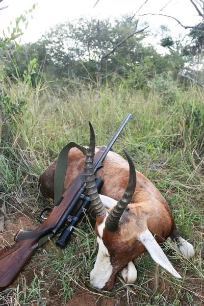 Trofee Afrikaanse antilopen blesbok met een geweer na de jacht in Zuid-Afrika — Stockfoto