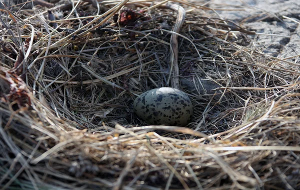 Bir martı yumurta Ohotsk Denizi içinde bir kaya üzerinde bir yuva — Stok fotoğraf