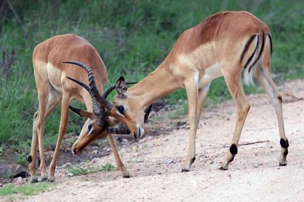 Два молодых африканских антилопы Импала бьют рога
