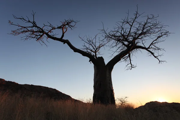 El perfil del árbol baobab contra el cielo de la tarde —  Fotos de Stock