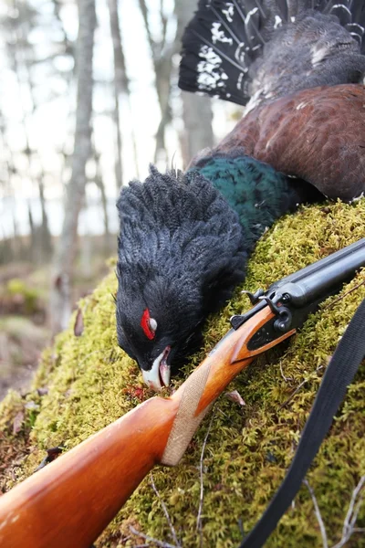 Trophy European capercaillie and the gun on the stone — Stock Image Trophy European capercaillie and the gun on the stone Royalty Free Stock Photos