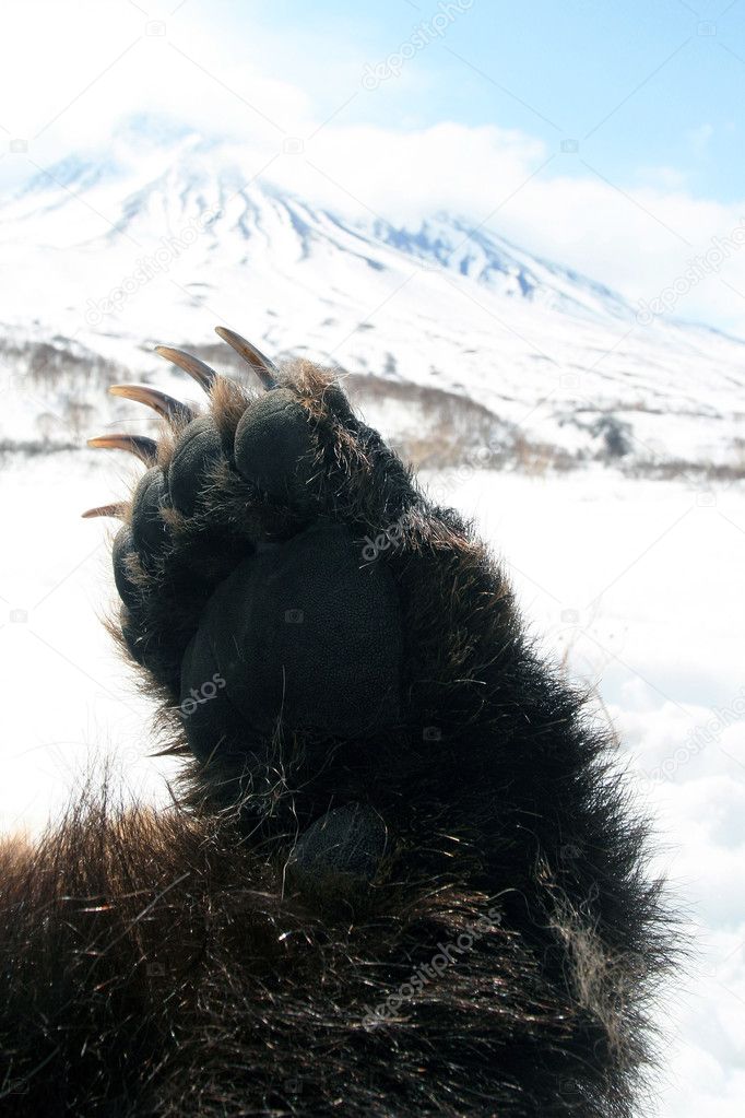 Forepaw Kamchatka brown bear against the background of the volcano on the Kamchatka Peninsula