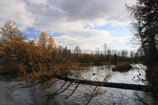 在西伯利亚针叶林地带河. — 图库照片