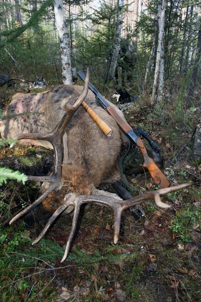 Hunting trophy Siberian deer with a gun and call. Irkutsk region — Stock Photo, Image