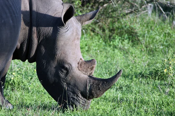 Rhino en el Parque Nacional Kruger — Foto de Stock