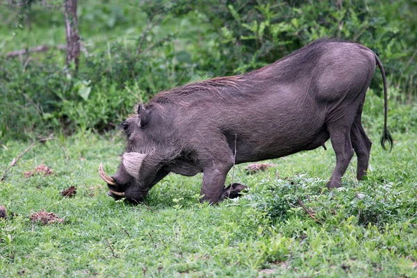 Warthog (gemensamma vårtsvin) utfodring — Stockfoto