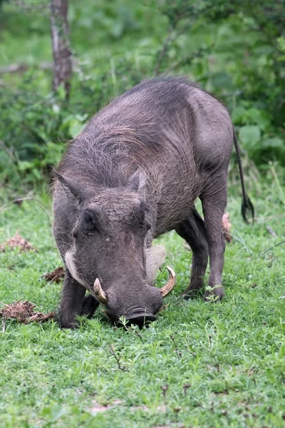 Warthog, Common Warthog, feeding — Stock Photo, Image