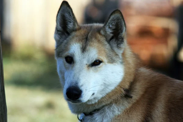 シベリア狩猟犬のライカ、イルクーツク州、シベリア — ストック写真