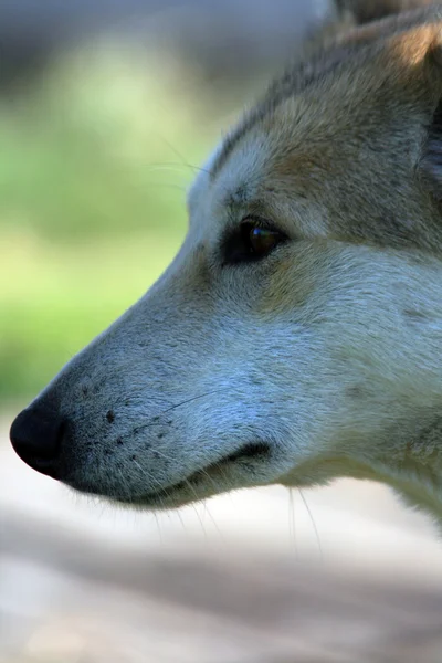 Cane da caccia siberiano Laika, Siberia — Foto Stock
