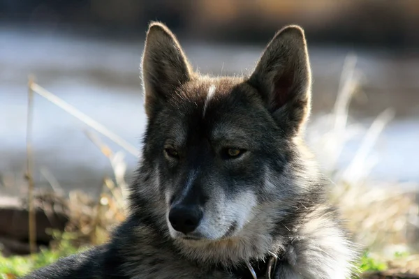 Сибирская охотничья собака Laika, Сибирь — стоковое фото