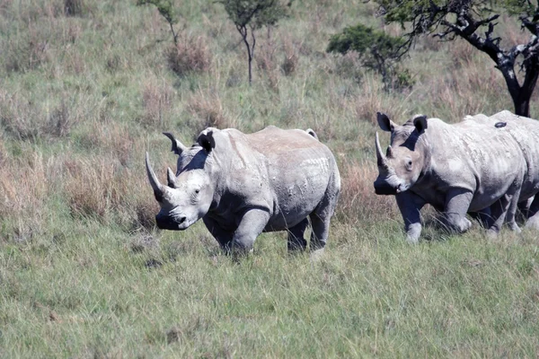 Rhino, rinoceronte, Parque Nacional Kruger — Foto de Stock