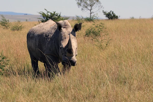 Rhino, rinoceronte, Parque Nacional Kruger —  Fotos de Stock