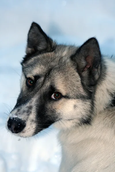 Siberian jakthund Laika, Krasnojarsk, Sibirien — Stockfoto