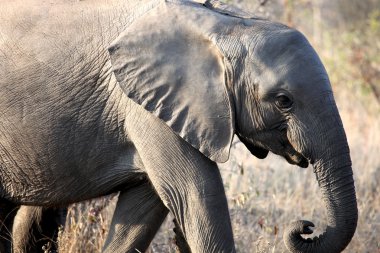 Savannah yürüyen küçük Afrika bebek fil.