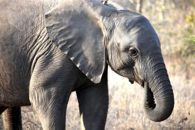 Savannah yürüyen küçük Afrika bebek fil