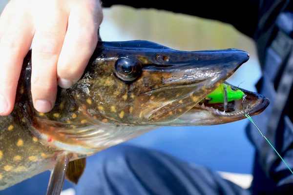 Head pike with artificial bait crank, in the hands of the angler — Stock Photo, Image