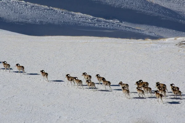 Argali marco polo. egy nyáj juh-marco polo a tien-shan hegységben, télen, Kirgizisztán — Stock Fotó