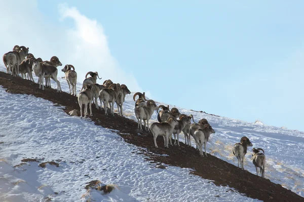 Troupeau de moutons Marco Polo en vacances. Marco Polo à flanc de colline. Tien Shan, Kirghizistan — Photo