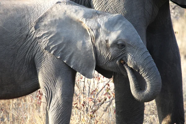 Pequeño elefante bebé africano caminando por la sabana — Foto de Stock