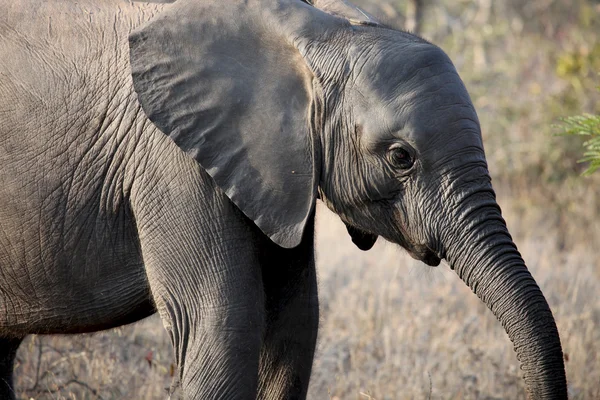 Savannah yürüyen küçük Afrika bebek fil