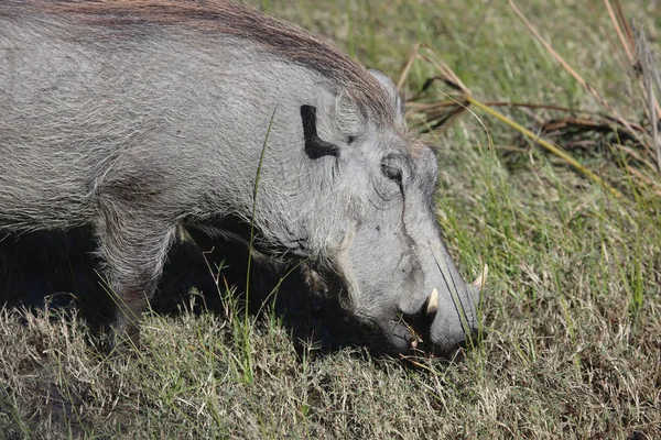 Warthog (Common Warthog) feeding. Delta Okavango — Stock Photo, Image