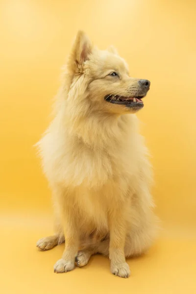 ドイツの犬の全身は狼のように見えます右の舌で カスタードイエローの背景 — ストック写真