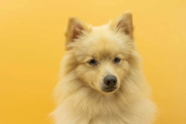 Retrato Cão Spitz Alemão Que Parece Com Lobo Olhando Frente — Fotografia de Stock