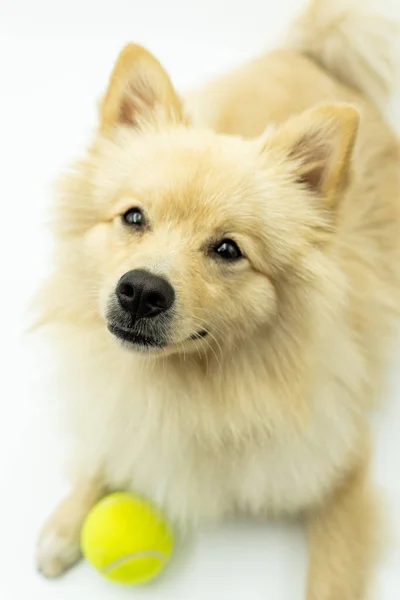 Vista Superior Cão Spitz Alemão Deitado Com Bola Tênis Fundo — Fotografia de Stock