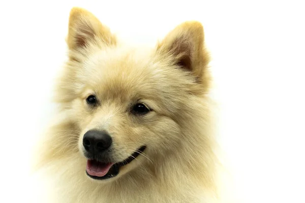 Portræt Tysk Spitz Hund Der Ligner Ulv Smilende Til Siden - Stock-foto