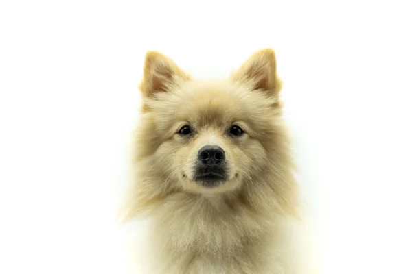 Retrato Perro Spitz Alemán Mirando Seriamente Cámara Sobre Fondo Blanco — Foto de Stock