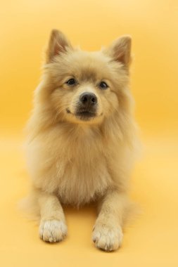 Alman Spitz veya Pomeranya köpeği açık renk saçlı kurda benzeyen yerde yatan ve krema sarısı arka planda, köpek önüne bakıyor..