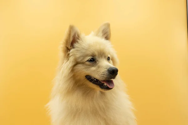 Retrato Spitz Alemão Pomeranian Olhando Lado Com Boca Aberta Mostrando — Fotografia de Stock