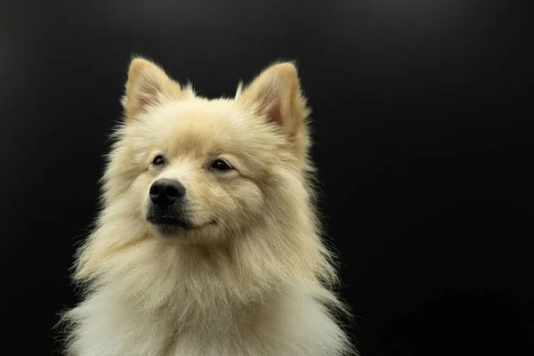 Retrato Spitz Alemão Cão Pomerânia Que Parece Com Lobo Cabelos — Fotografia de Stock