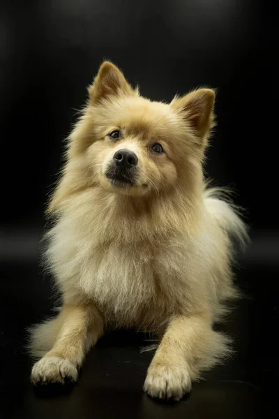 Německý Spitz Nebo Pomeranian Pes Který Vypadá Jako Světlovlasý Vlk — Stock fotografie