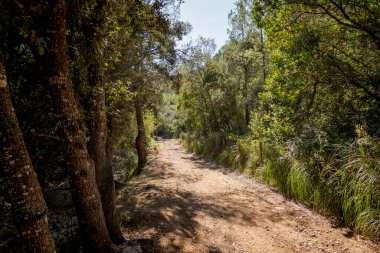 Akdeniz 'de ağaçlardan ve çalılardan oluşan yemyeşil bir ormanda dağ yolu.