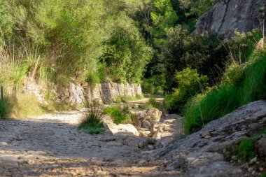 Akdeniz 'in ortasında, zeytin ağaçları ve çalılarla çevrili taştan bir patika.